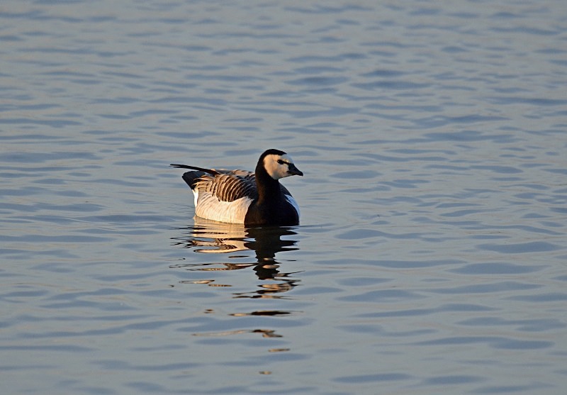 Barnacle Goose - Black geese