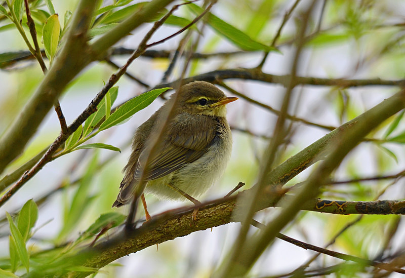 Willow Warbler fledgling - Warblers