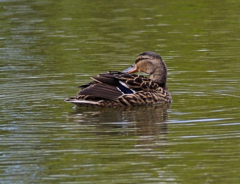 Mallard - Dabbling ducks