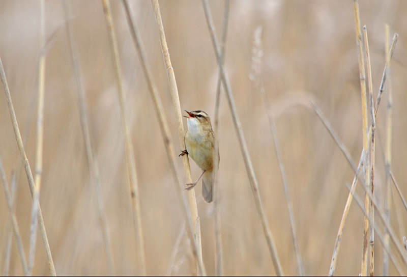 Sedge Warbler - Estonia