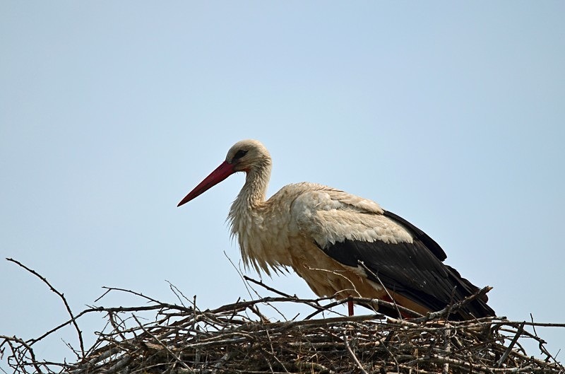 White Stork - Hungary