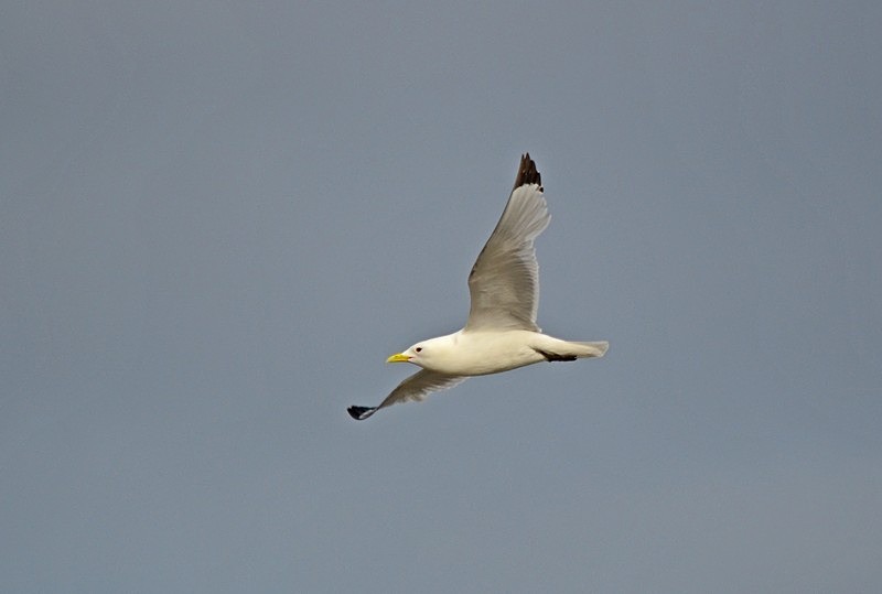Kittiwake - North Norway