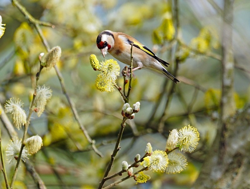 Goldfinch - Finches