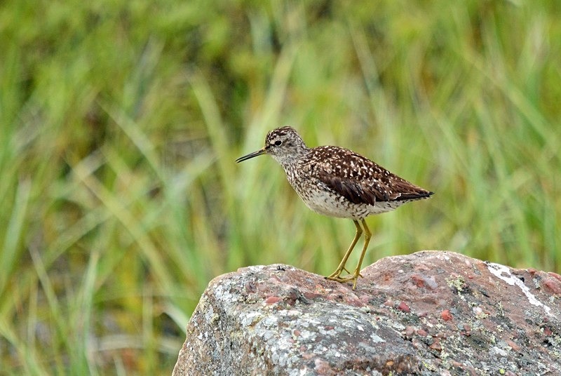 Wood Sandpiper - North Norway