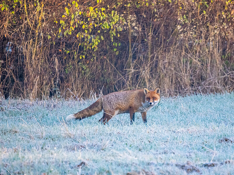 Red Fox - Latest photos