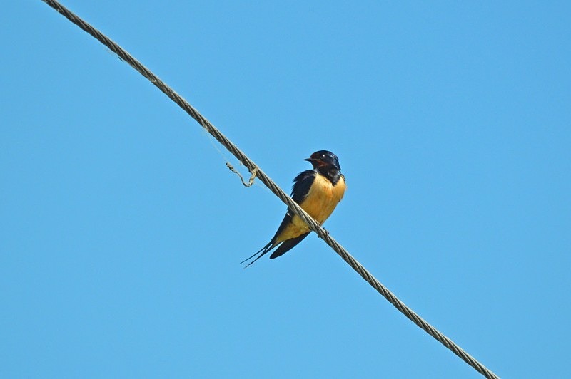Swallow - Hungary
