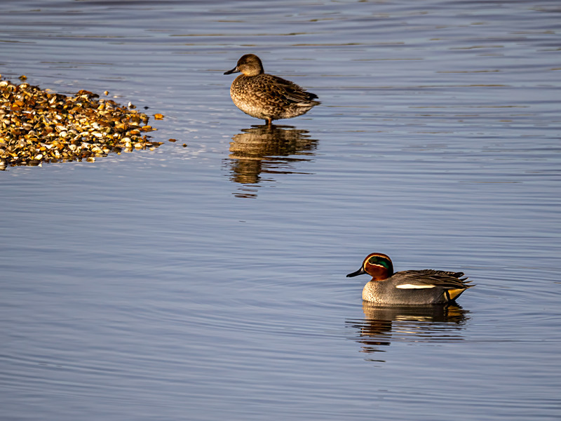 Teal - Latest photos
