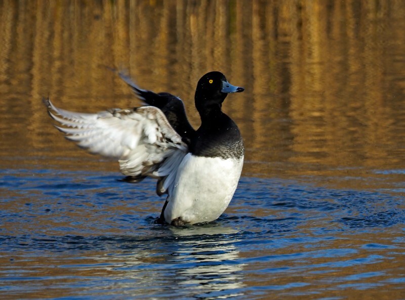 Tufted Duck - Diving ducks