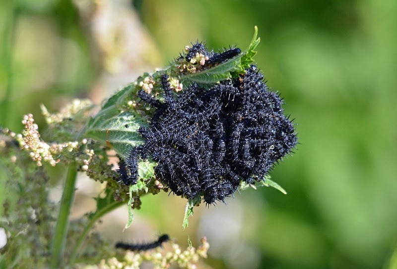 Peacock caterpillars - Butterflies