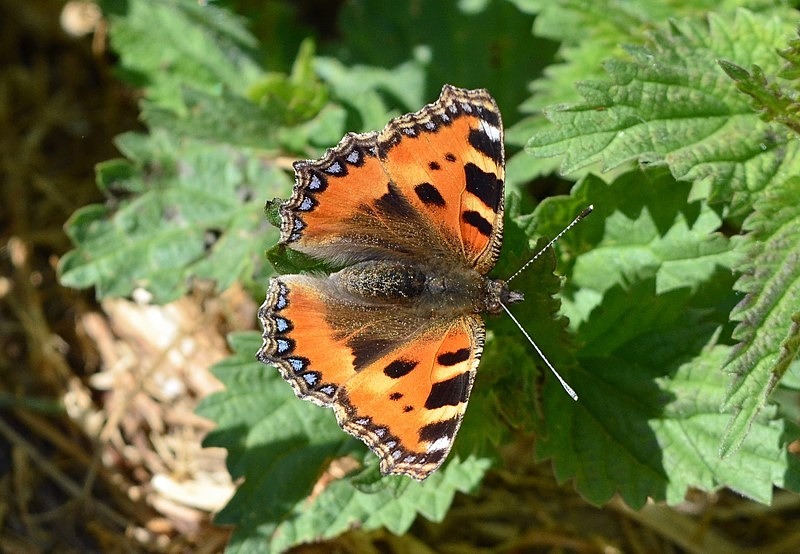 Small Tortoiseshell - Butterflies