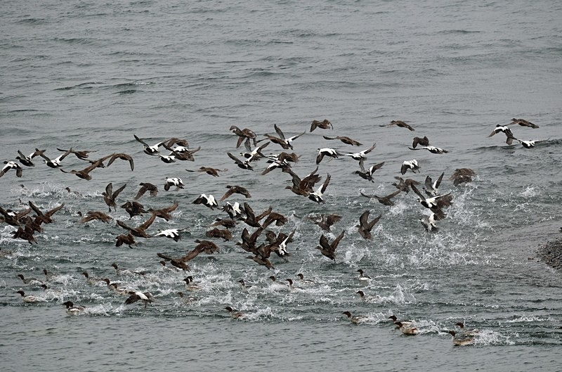 Eiders - North Norway