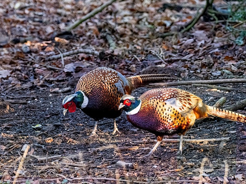Pheasants - Latest photos