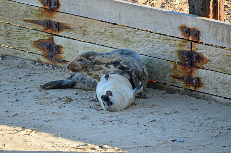 Atlantic Grey Seal - Atlantic Grey Seals