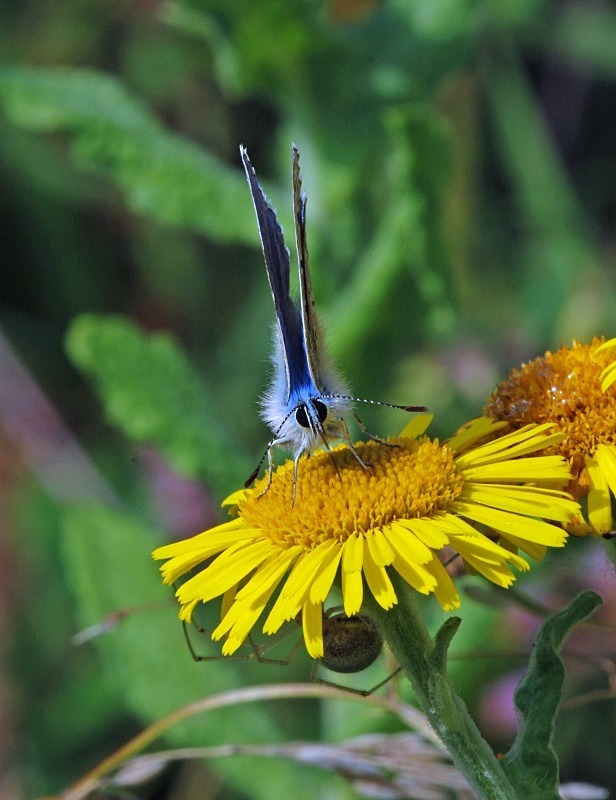 Common Blue - Butterflies