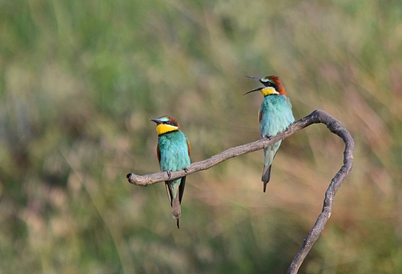 European Bee-eaters - Bulgaria