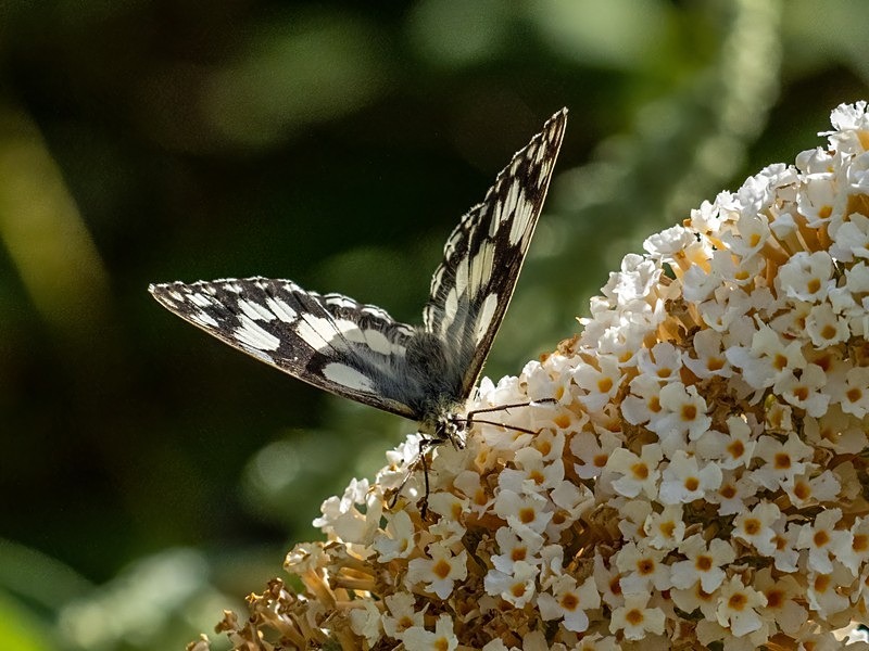 Marbled White - Butterflies