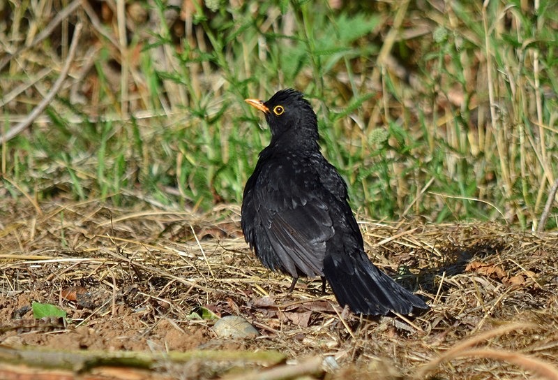 Blackbird - Thrushes