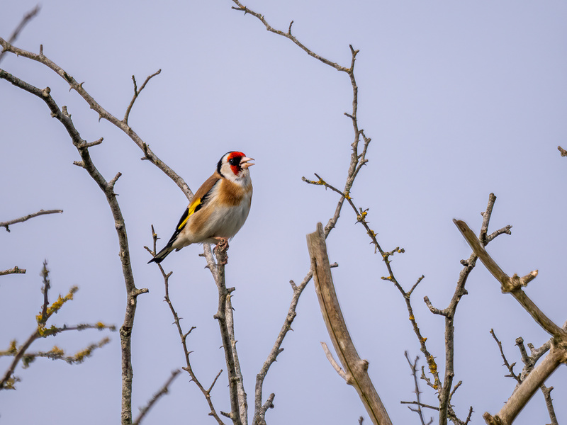 Goldfinch - Latest photos