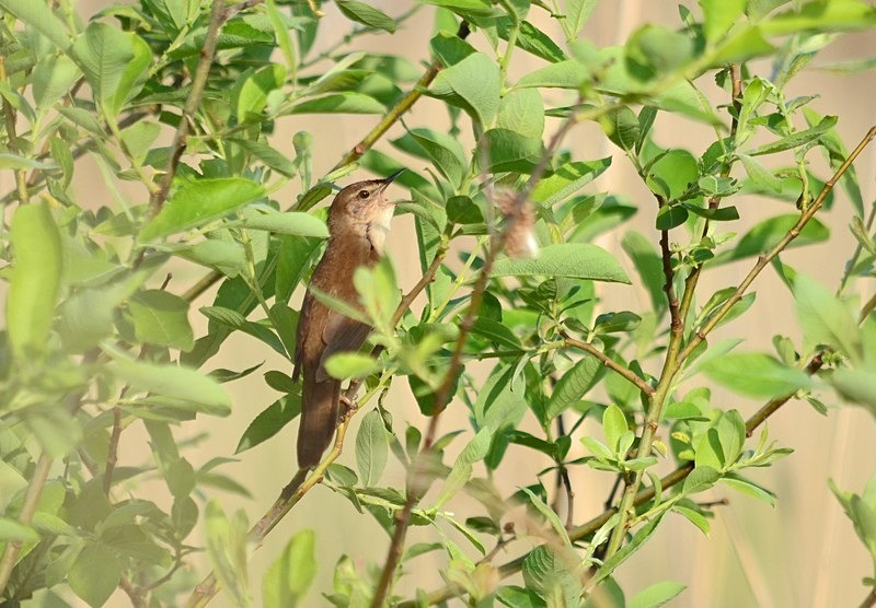 Savi's Warbler - Hungary