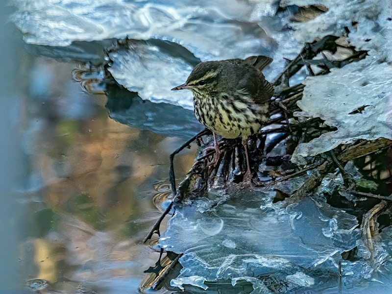 Northern Waterthrush - Latest photos