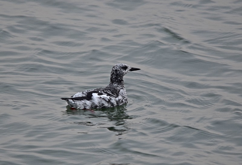 Black Guillemot - Auks