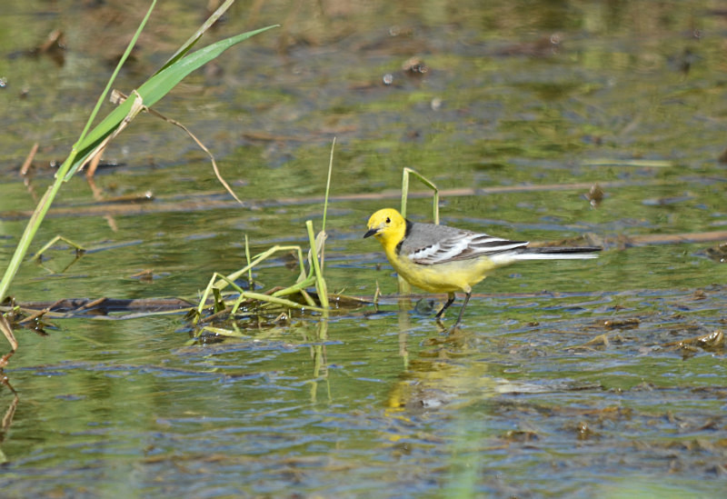 Citrine Wagtail - Estonia