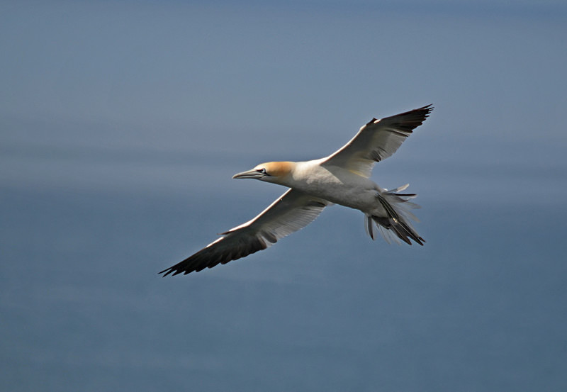 Gannet - Gannets