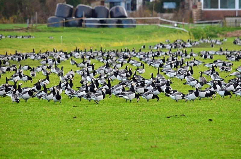 Barnacle Geese - Netherlands - December 2019