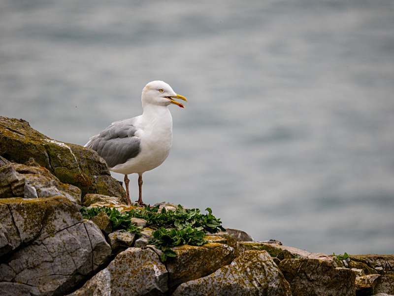 Herring Gull - Latest photos