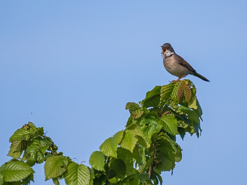 Common Whitethroat - Warblers
