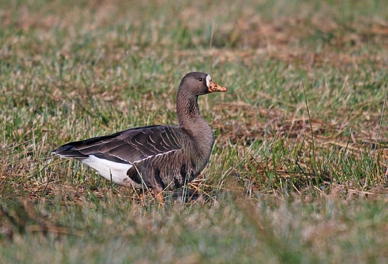 Greater (Greenland) White-fronted Goose - Grey geese
