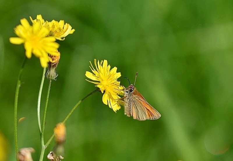 July to August 2012 - Small Skipper - Photos of the month