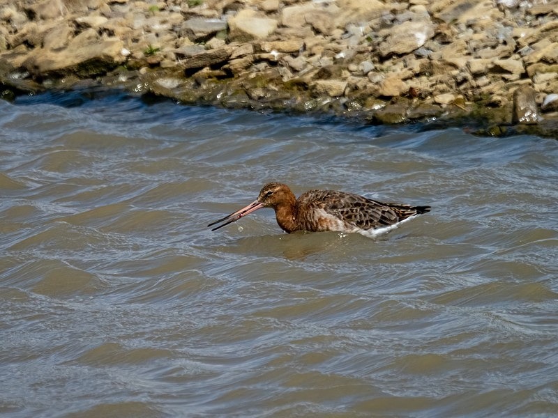 Black-tailed Godwit - Sandpipers