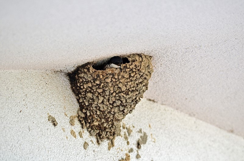House Martin - Bulgaria