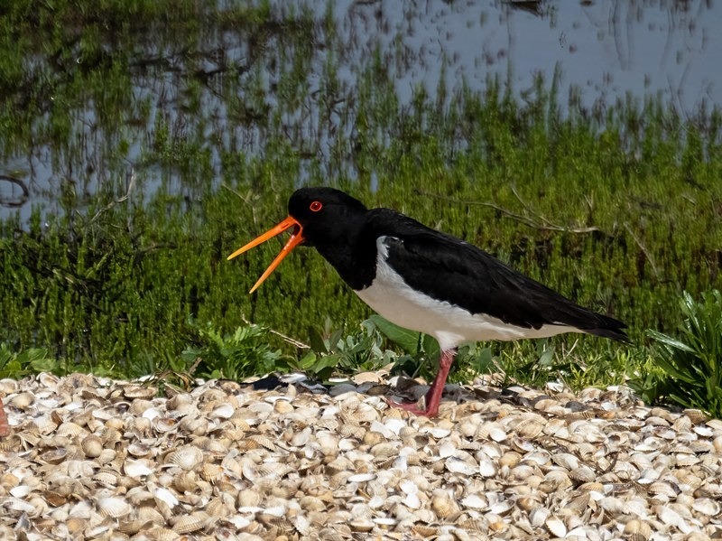 Oystercatcher - Oystercatchers