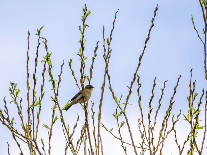 Chiffchaff - Latest photos
