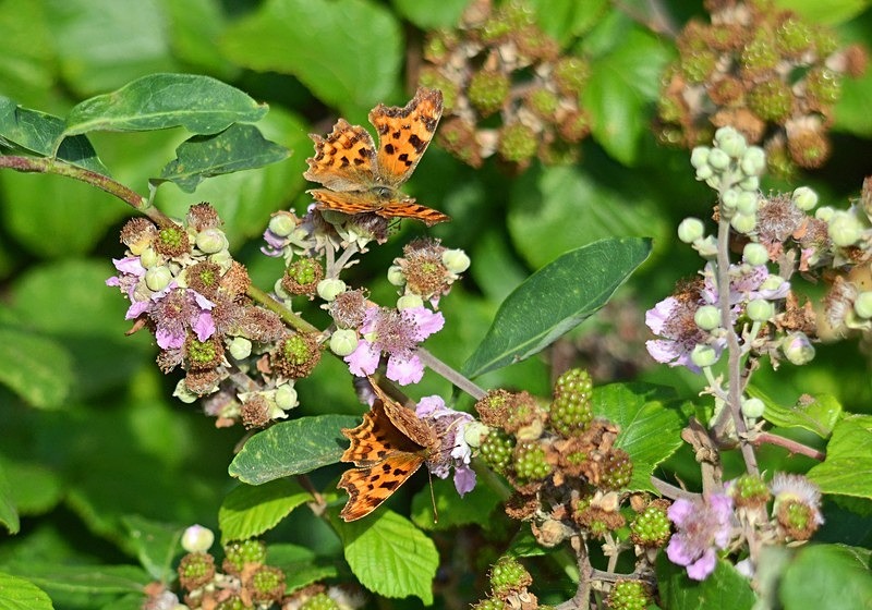 Comma - Butterflies