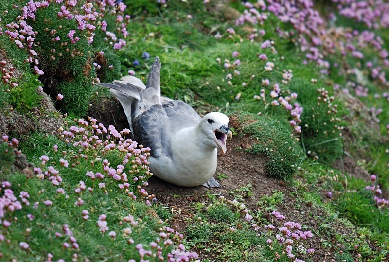 Fulmar - Fulmars