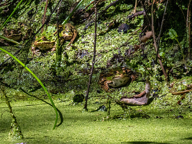 Edible Frogs - Latest photos