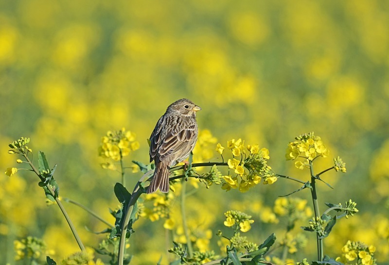 Corn Bunting - Buntings