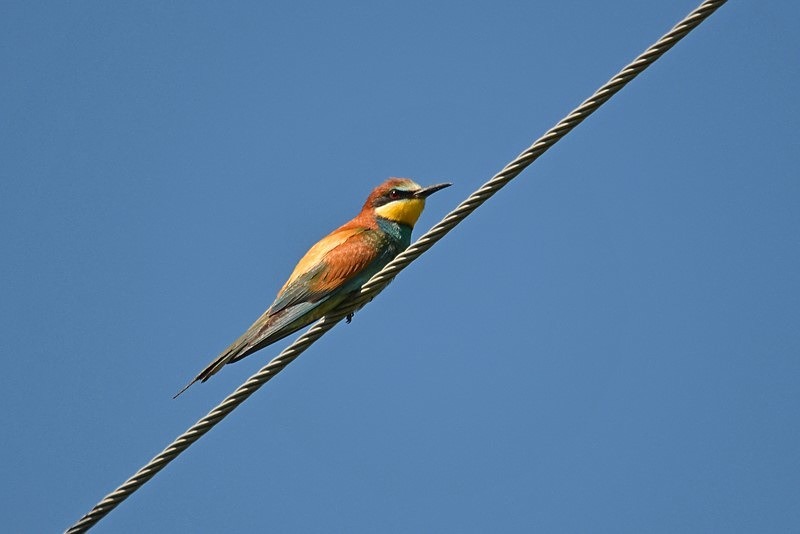 European Bee-eater - Slovakia