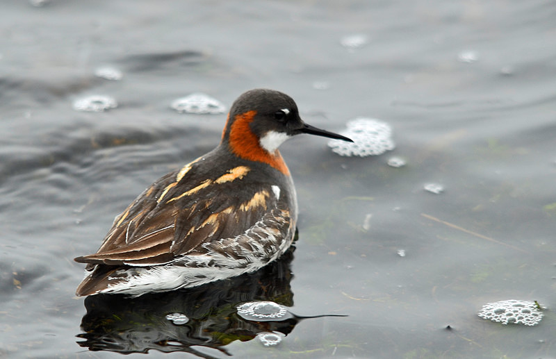 Red-necked Phalarope - North east Iceland