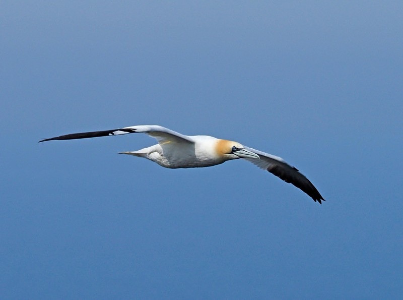 Gannet - Gannets