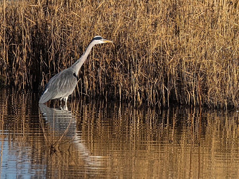 Grey Heron - Herons and egrets
