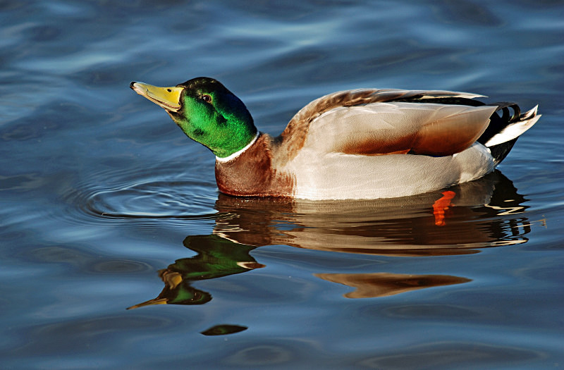 Mallard - Dabbling ducks