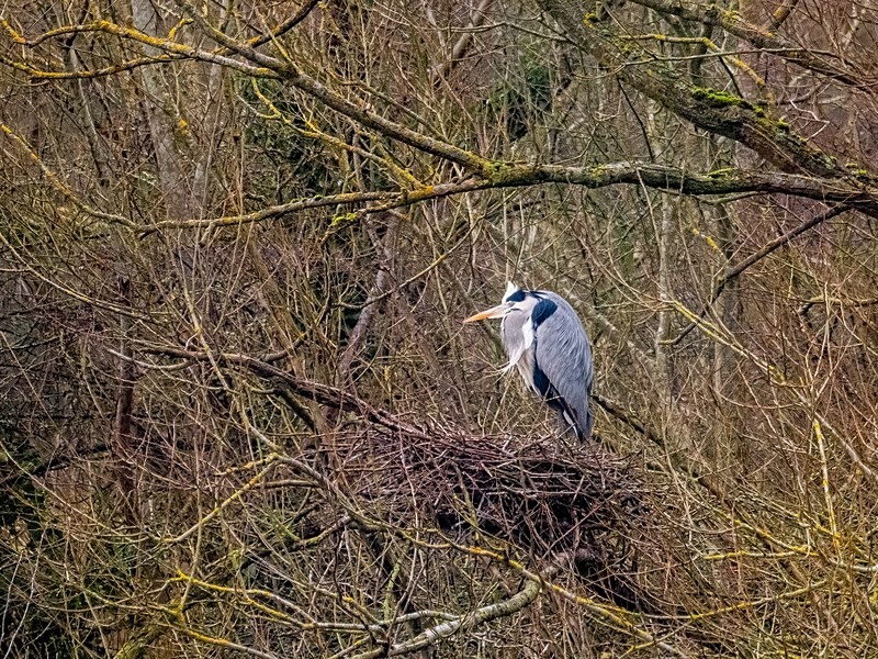 Grey Heron - Latest photos