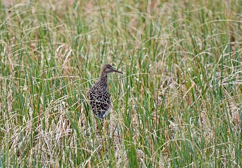 Ruff - North Norway