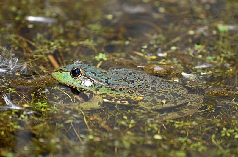 Marsh Frog - Frogs and toads