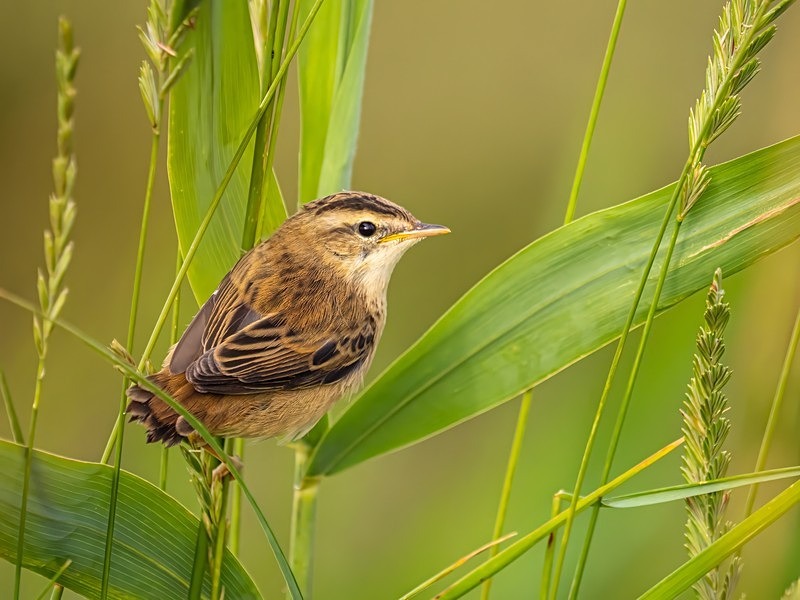 Sedge Warbler - Warblers