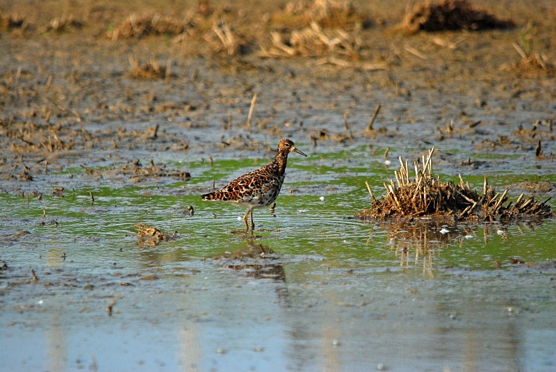 Ruff - Sandpipers